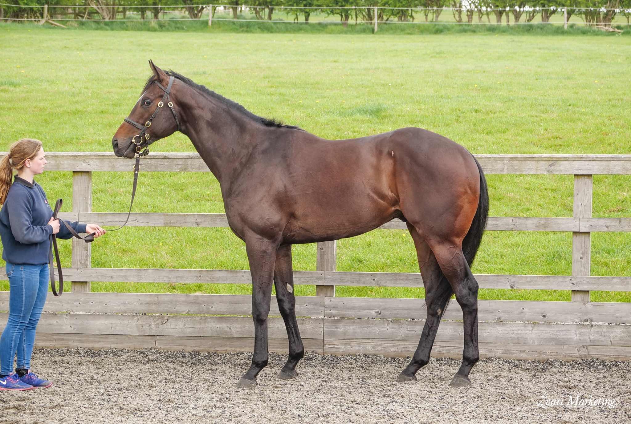 Repository Xrays / Endoscope (veterinary access only)